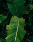 Banana plant leaves representing the plant-based materials used in MOEA Gen4 Banana Sneakers, emphasizing eco-conscious design.