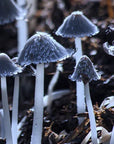Close-up of dark gray mushroom caps with white stems growing in soil, highlighting the natural material used in Moea Gen3 Mushroom Vegan Sneakers.