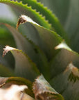 Close-up of pineapple leaves used in Moea Gen6 Pineapple Laced Sneakers - Eco-Friendly Materials. Highlights sustainable source for vegan sneakers.