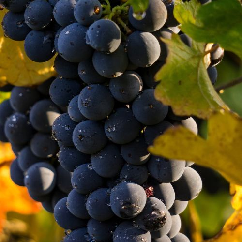 Close-up of fresh grapes used in GrapeSkin material for Moea Gen1 Vegan Sneakers, highlighting sustainable and plant-based shoe innovation.
