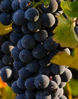 Close-up of fresh grapes used in GrapeSkin material for Moea Gen1 Vegan Sneakers, highlighting sustainable and plant-based shoe innovation.