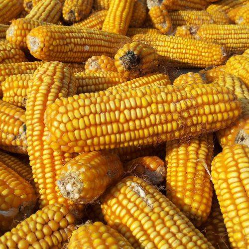 Pile of yellow corn cobs, the raw material used in Moea Gen3 Vegan Sneakers’ CornSkin eco-friendly upper construction.
